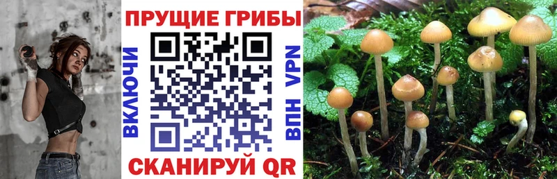 Псилоцибиновые грибы Psilocybine cubensis  Дзержинск 